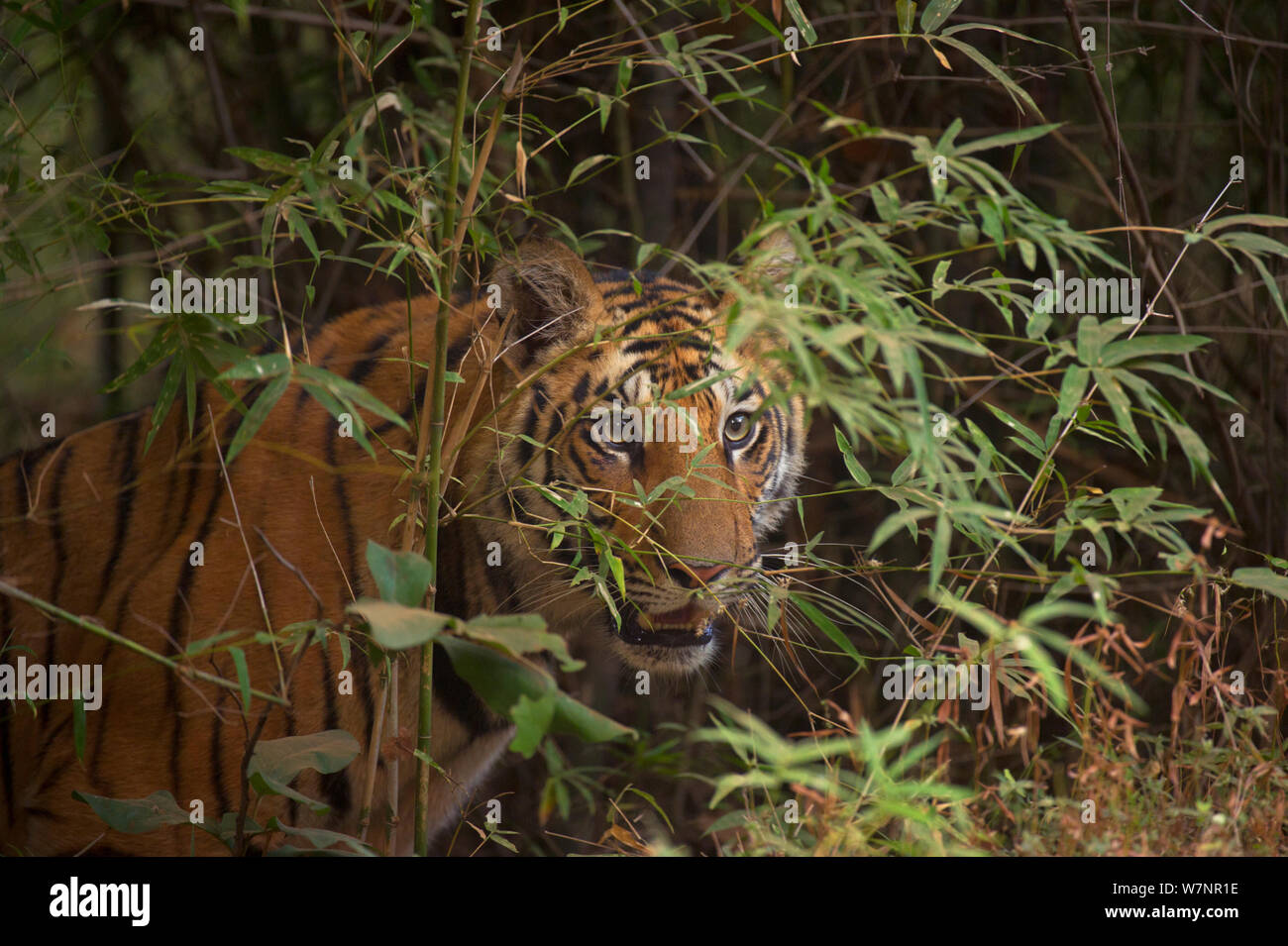 Bengal Tiger (Panthera tigris) Sub-Männchen, ca. 17-19 Monate alt, Stalking Opfer. Gefährdet. Bandhavgarh Nationalpark, Indien. Nicht-ex. Stockfoto