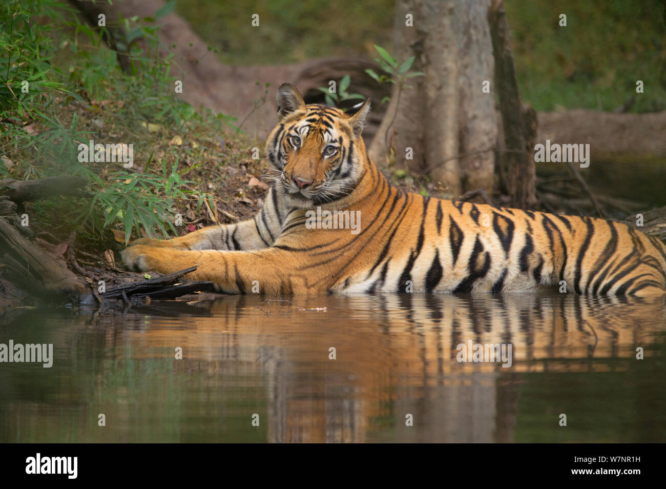 Bengal Tiger (Panthera tigris) Sub - Erwachsene, ca. 17-19 Monate alt, kühlt sich liegend in einem abgelegenen Wald Pool. Gefährdet. Bandhavgarh Nationalpark, Indien. Nicht-ex. Stockfoto