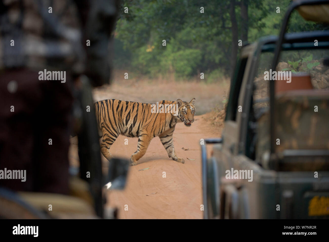 Bengal Tiger (Panthera tigris) Sub-erwachsenes Weibchen, ca. 10-14 Monate alt, an touristische Jeeps auf der Suche. Gefährdet. Bandhavgarh Nationalpark, Indien. Nicht-ex. Stockfoto