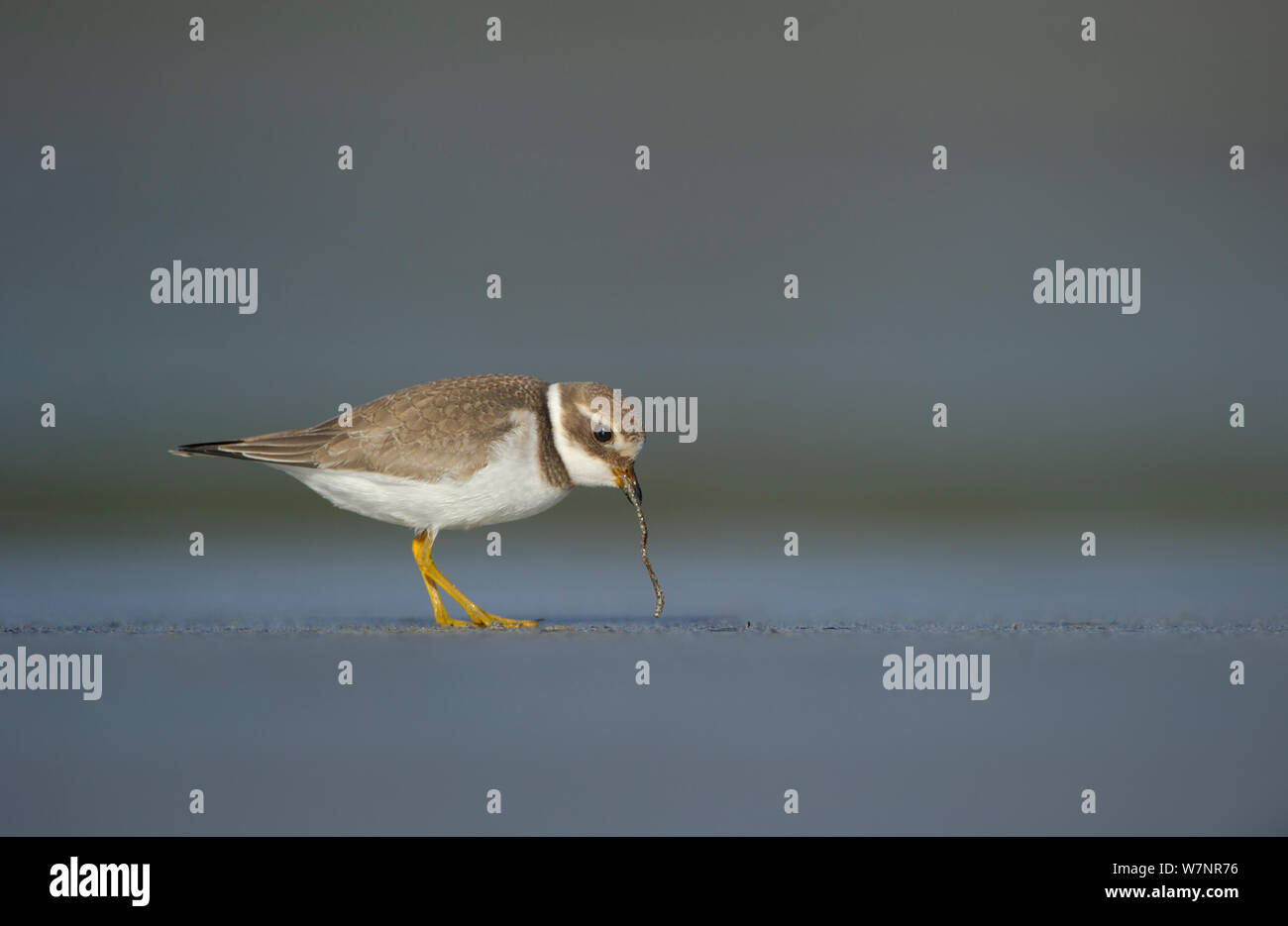 Kibitze (Charadrius hiaticula) Erwachsenen Wurm ziehen von Strand. Shetland Inseln, Schottland, UK, September. Stockfoto