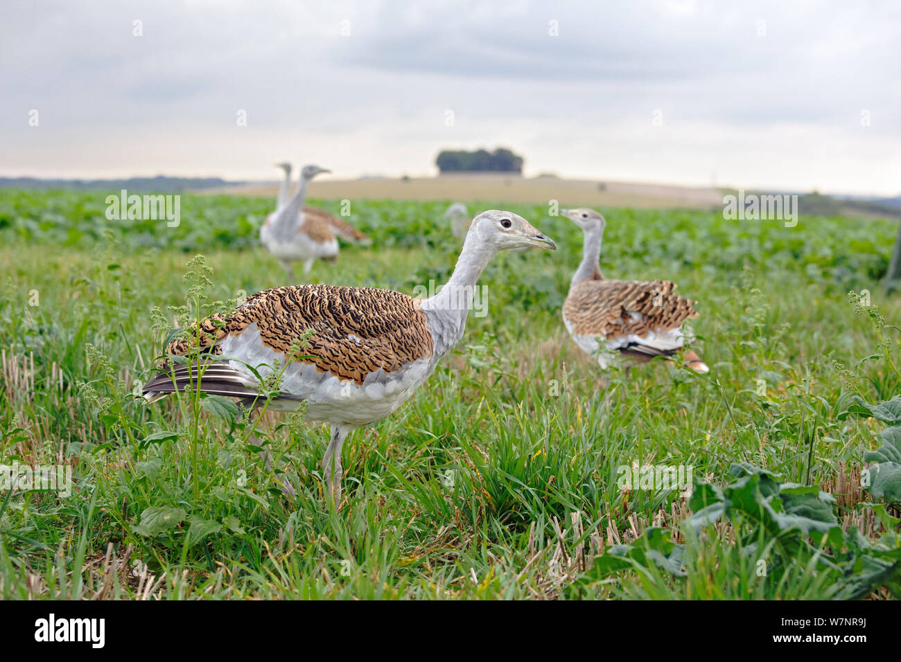 Großtrappe (Otis tarda) Jugendkriminalität, Teil einer Wiedereinführung Projekt mit Vögeln unter DEFRA Lizenz aus Russland importiert. Salisbury, Wiltshire, UK, September 2012. Stockfoto