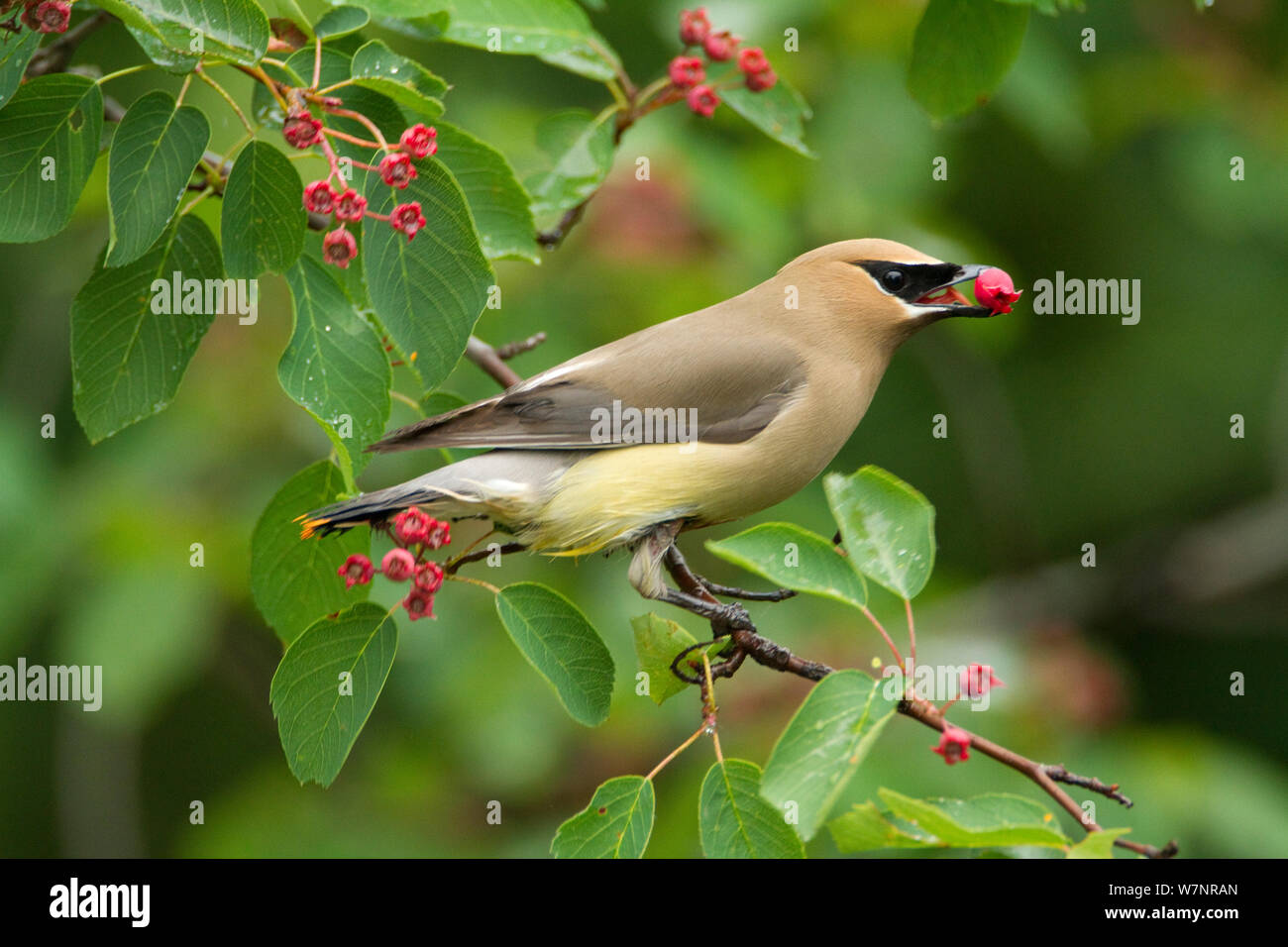 (Cedar Waxwing Bombycilla cedrorum) des ersten Jahres Erwachsener mit Keine wachsartige Tipps, Flügel, Fütterung auf (Serviceberry Amelanchier sp.) Obst im Frühsommer, New York, USA, Juni Stockfoto