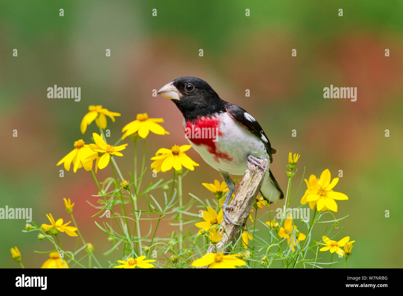 Rose-breasted Grosbeak (Pheucticus ludovicianus) männlich, inmitten Threadleaf Coreopsis Blumen im Sommer, New York, USA gehockt, Juli Stockfoto