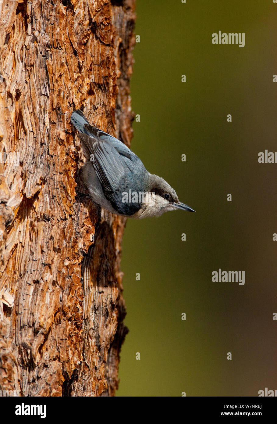 Pygmy Kleiber (Sitta pygmaea), klammerte sich Kopf-unten auf Jeffrey Pine (Pinus jeffreyi) Amtsleitung, Mono Lake Basin, Kalifornien, USA, Mai. Stockfoto