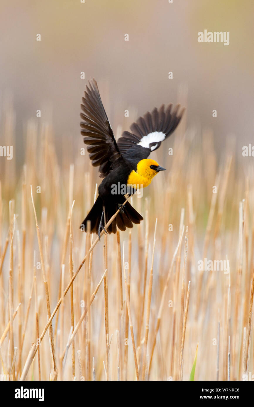 Gelb - Blackbird (Xanthocephalus xanthocephalus) männlich in der Zucht Gefieder anzeigen Mit erhobenen Flügeln geleitet, Mono Lake Basin, Kalifornien, USA, Juni. Stockfoto