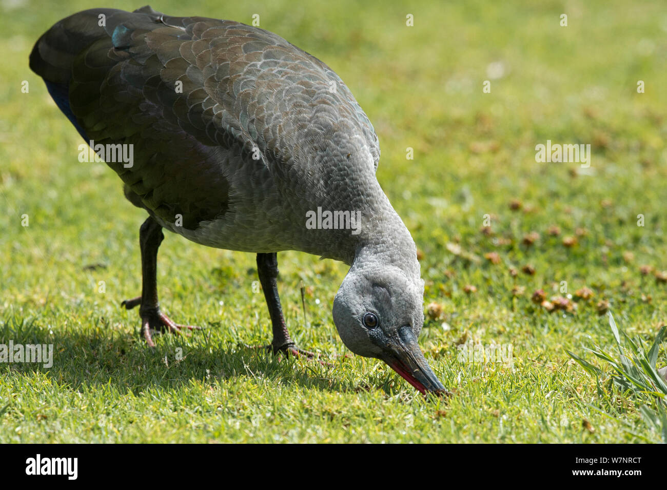 Hadada Ibis (Bostrychia Hagedash) Fütterung auf Grünland, Kapstadt, Südafrika, November Stockfoto