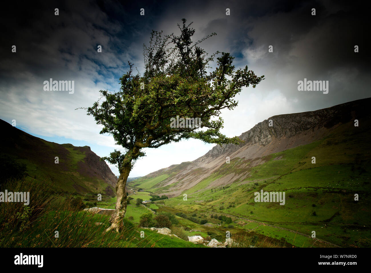 Ein Wind ausgeblasen Hawthorn tree über einem Tal, in der Nähe von Nantle, Snowdonia, Wales, August Stockfoto