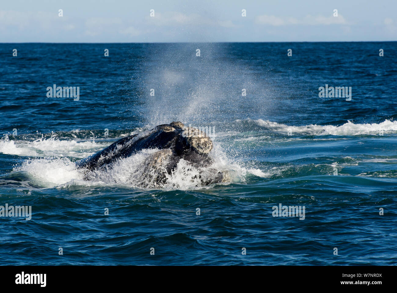 Südkaper (Eubalaena australis) die Oberfläche erreicht und beim Ausatmen, Hermanus, Südafrika, Juli Stockfoto
