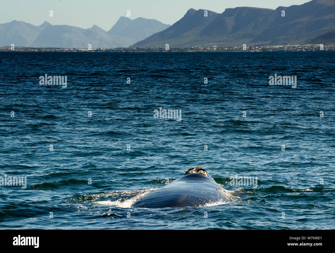 Südkaper (Eubalaena australis) Einatmen vor einem Tauchgang, Hermanus, Südafrika, Juli Stockfoto