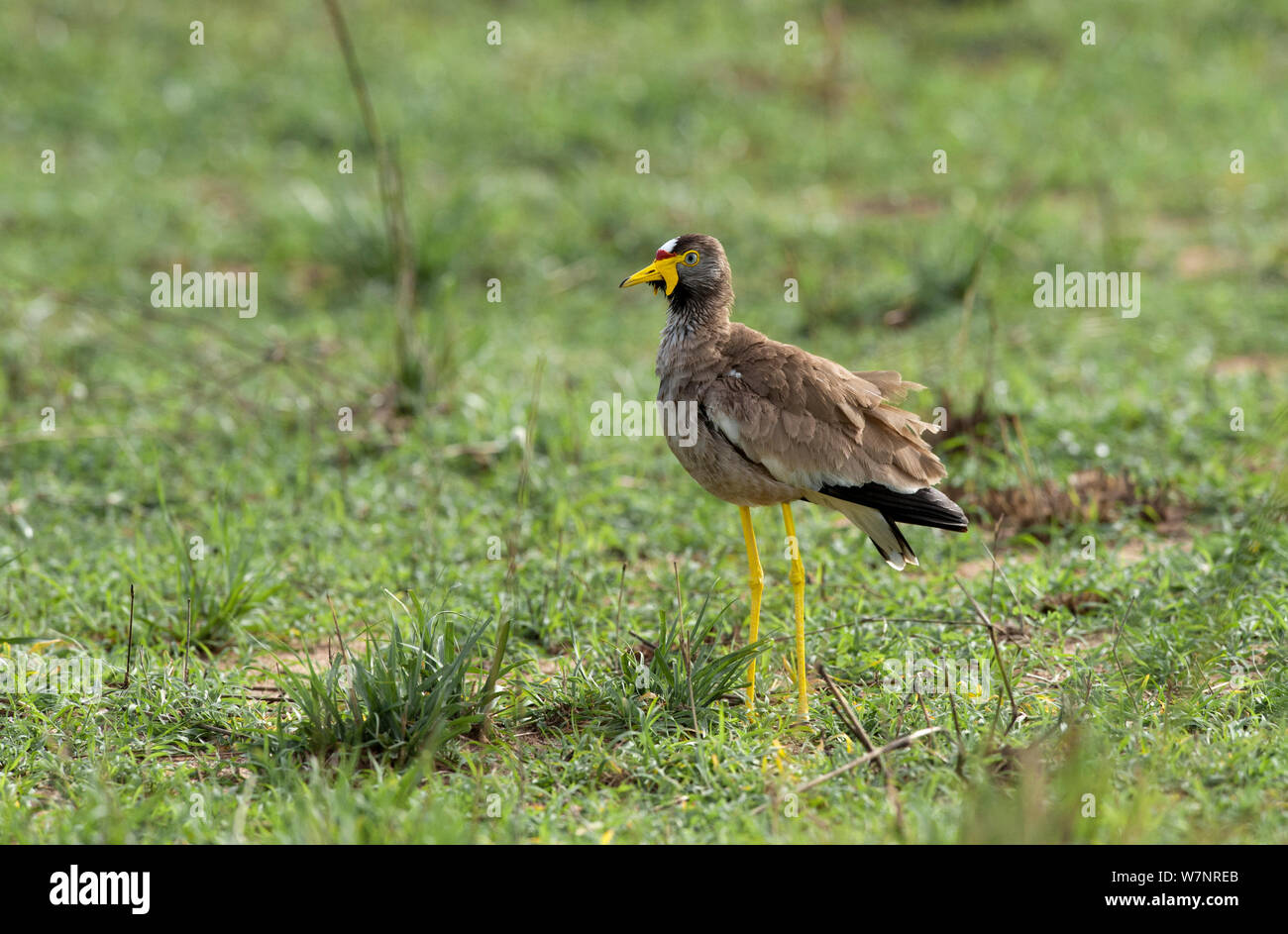 Eine afrikanische Gelbstirn-blatthühnchen Kiebitz oder Senegal Gelbstirn-blatthühnchen Plover, (Vanellus senegallus) im Scrub, Murchison Falls Nationalpark, Uganda Stockfoto