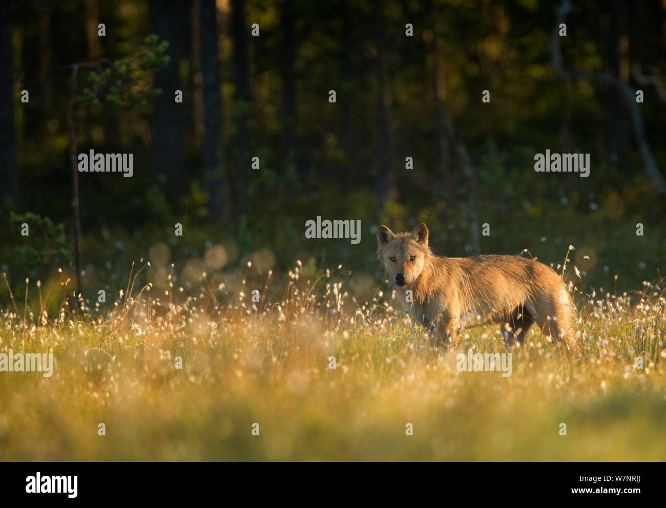 Europäische Wolf (Canis lupus) alpha Weibchen auf Grünland. Finnland, Juli. Stockfoto