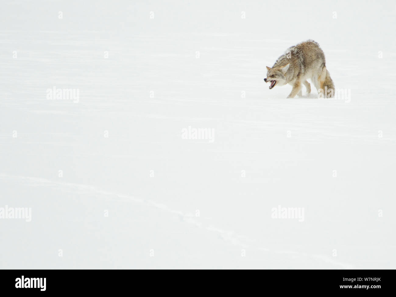 Kojote (Canis yogiebeer) auf Schnee baring Zähne in Aggression. Yellowstone, USA, Februar. Stockfoto