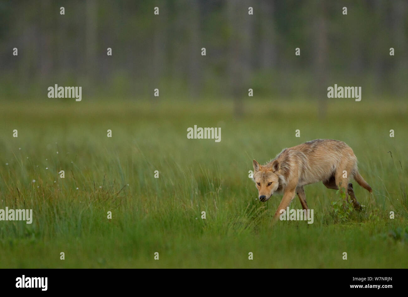 Europäische Wolf (Canis lupus), alpha female Wandern im Grünland. Finnland, Juli. Stockfoto