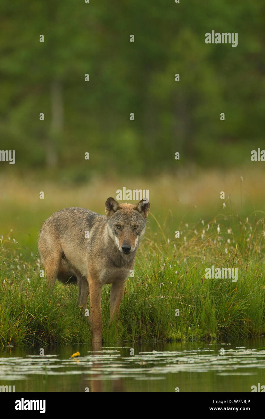 Europäische Wolf (Canis lupus) Alpha Male durch Wasser, Finnland, Juli. Stockfoto