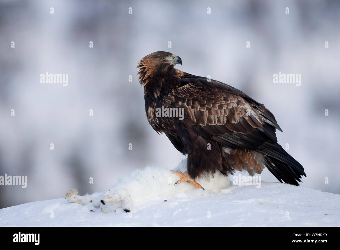 Golden Eagle (Aquila Chrysaetos) mit schneehase Beute. Finnland, Februar. Stockfoto