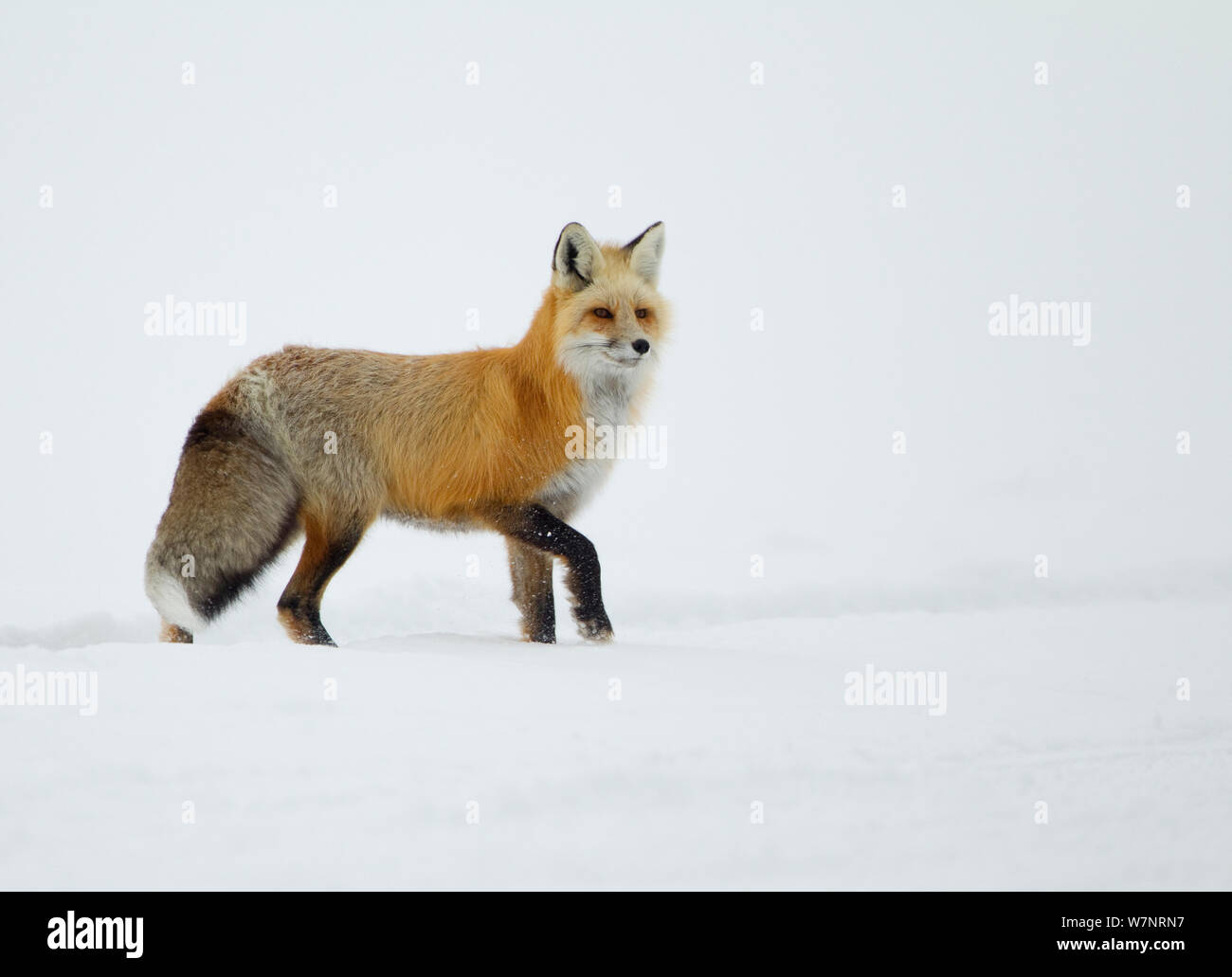 Red Fox (Vulpes vulpes) im Schnee. Yellowstone, USA, Februar. Stockfoto