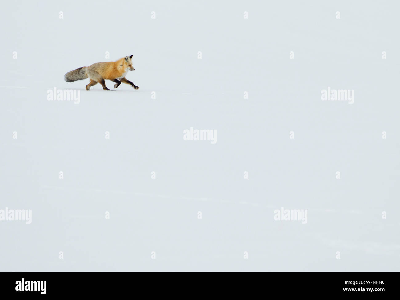 Red Fox (Vulpes vulpes) laufen im Schnee. Yellowstone, USA, Februar. Stockfoto