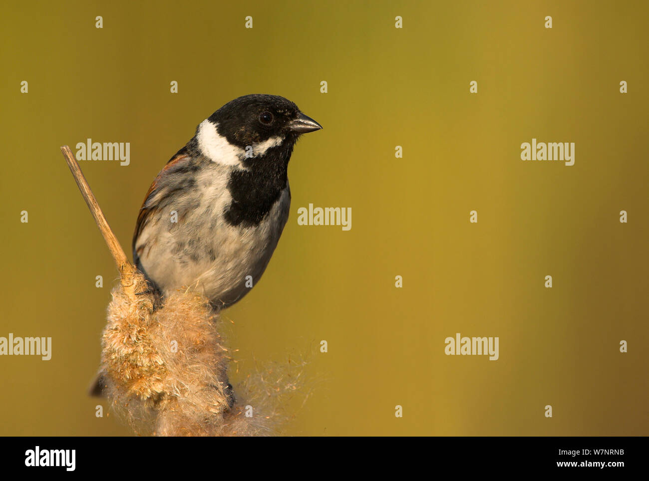 Rohrammer (Emberiza schoeniclus) Männliche reedmace. Holland, April. Stockfoto