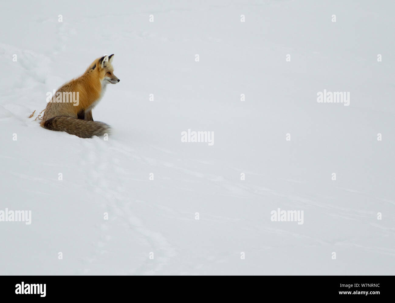 Red Fox (Vulpes vulpes) sitzen im Schnee. Yellowstone, USA, Februar. Stockfoto