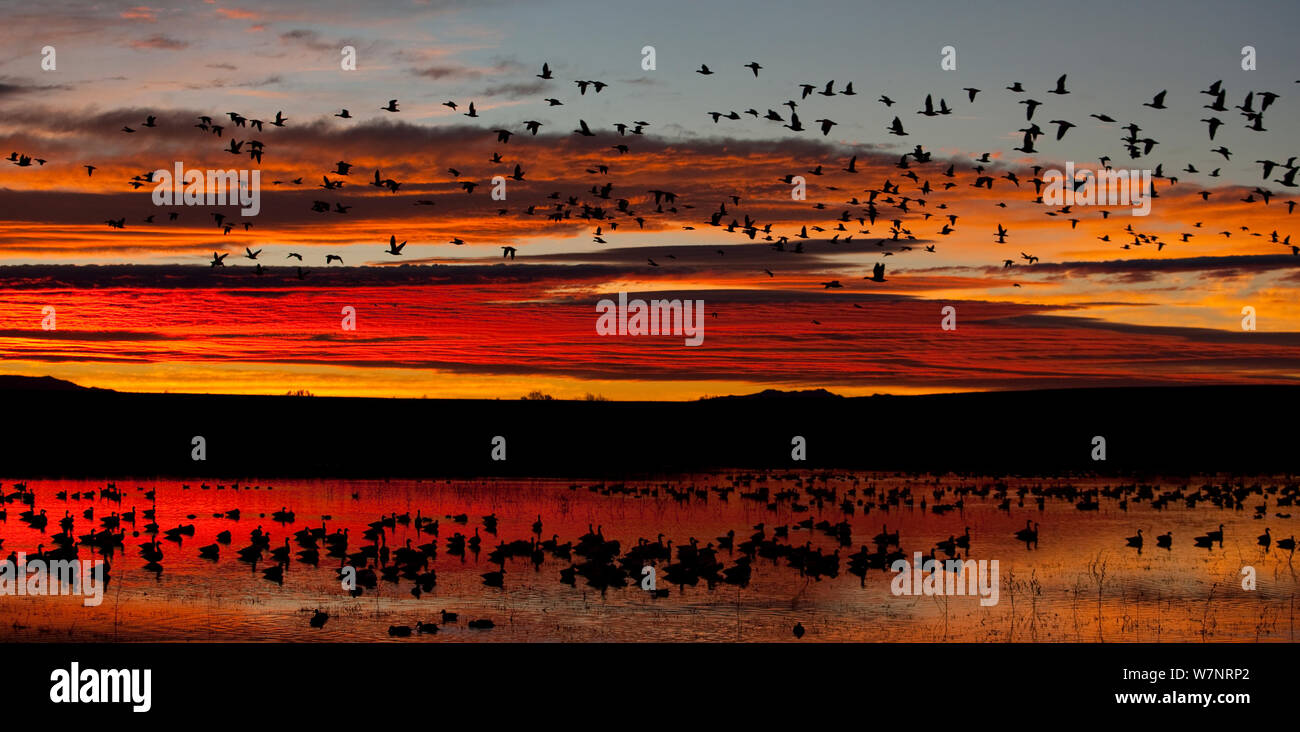 Schnee Gänse (Chen Caerulescens) im Flug, gegen Dawn Licht. Bosque Del Apache, New Mexico, USA, November. Stockfoto