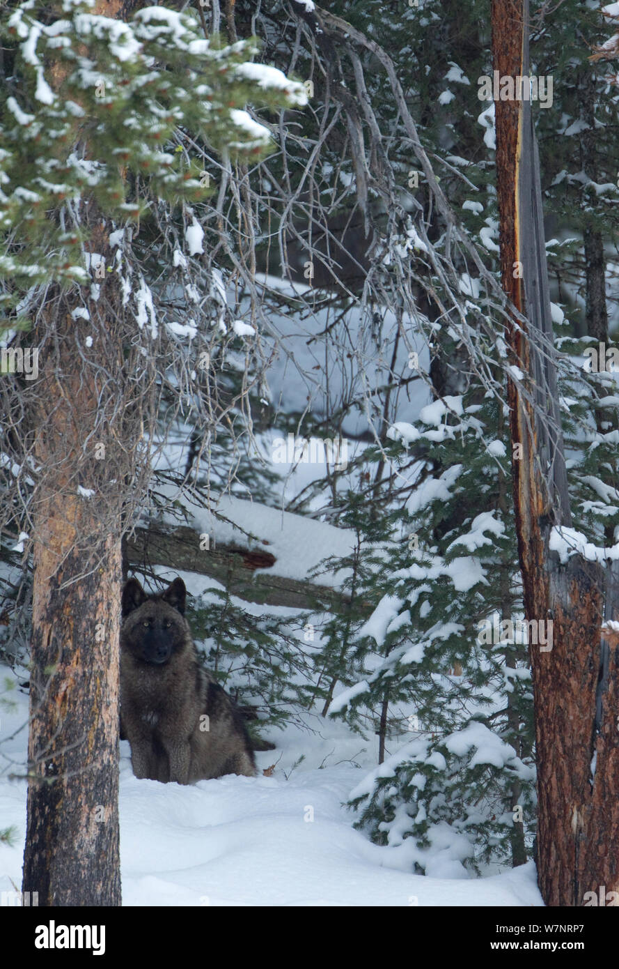 Wolf (Canis lupus), sitzt im Schnee. Yellowstone, USA, Februar. Stockfoto
