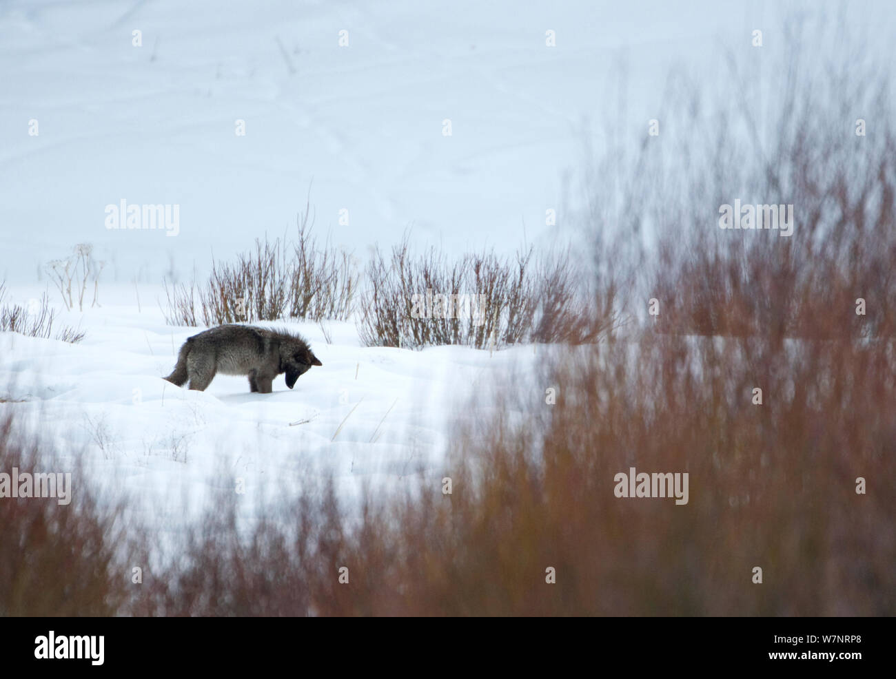 Wolf (Canis lupus) Suchen nach Essen im Schnee. Yellowstone, USA, Februar. Stockfoto