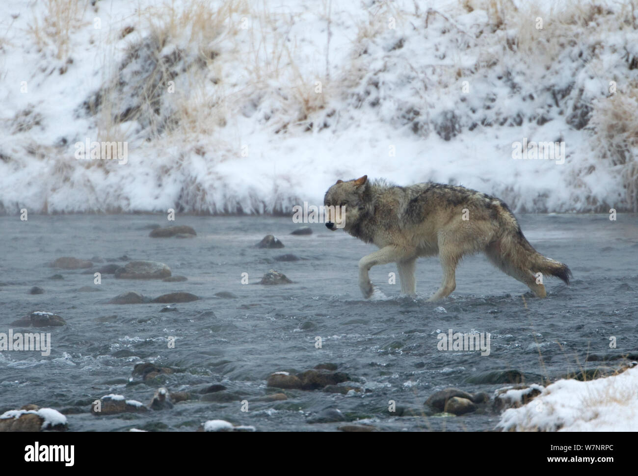 Wolf (Canis lupus), die einen Fluß überquert. Yellowstone, USA, Februar. Stockfoto