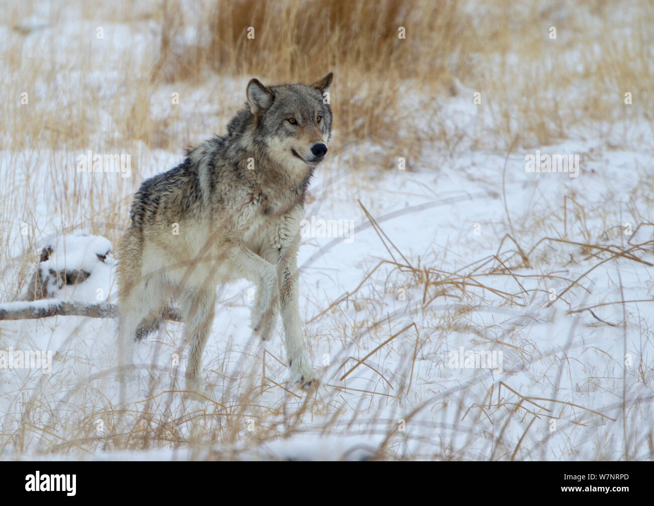 Wolf (Canis lupus) Wandern im Schnee. Yellowstone, USA, Februar. Stockfoto