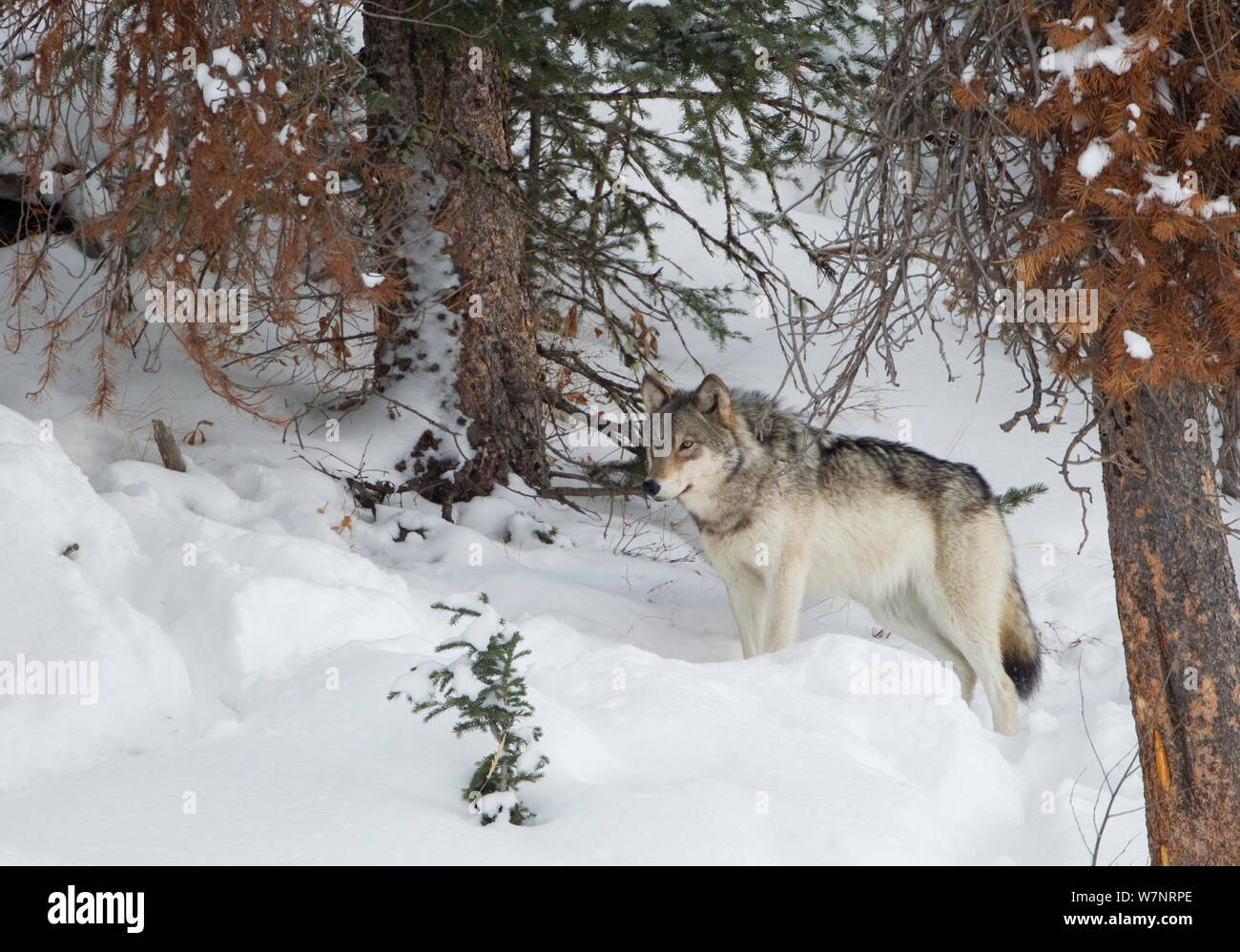 Wolf (Canis lupus) im Schnee, Yellowstone, USA, Februar. Stockfoto