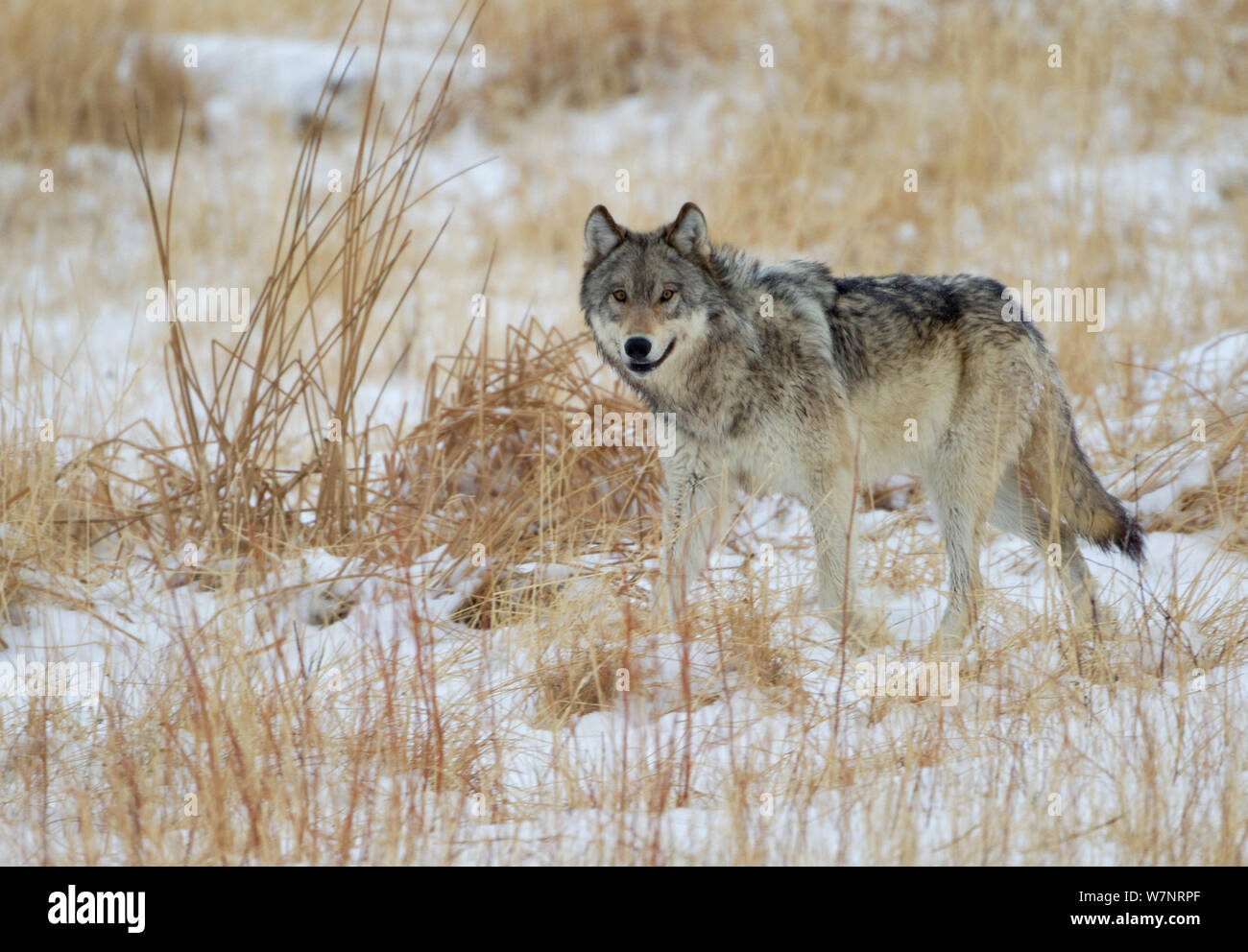 Wolf (Canis lupus) auf Schnee. Yellowstone, USA, Februar. Stockfoto