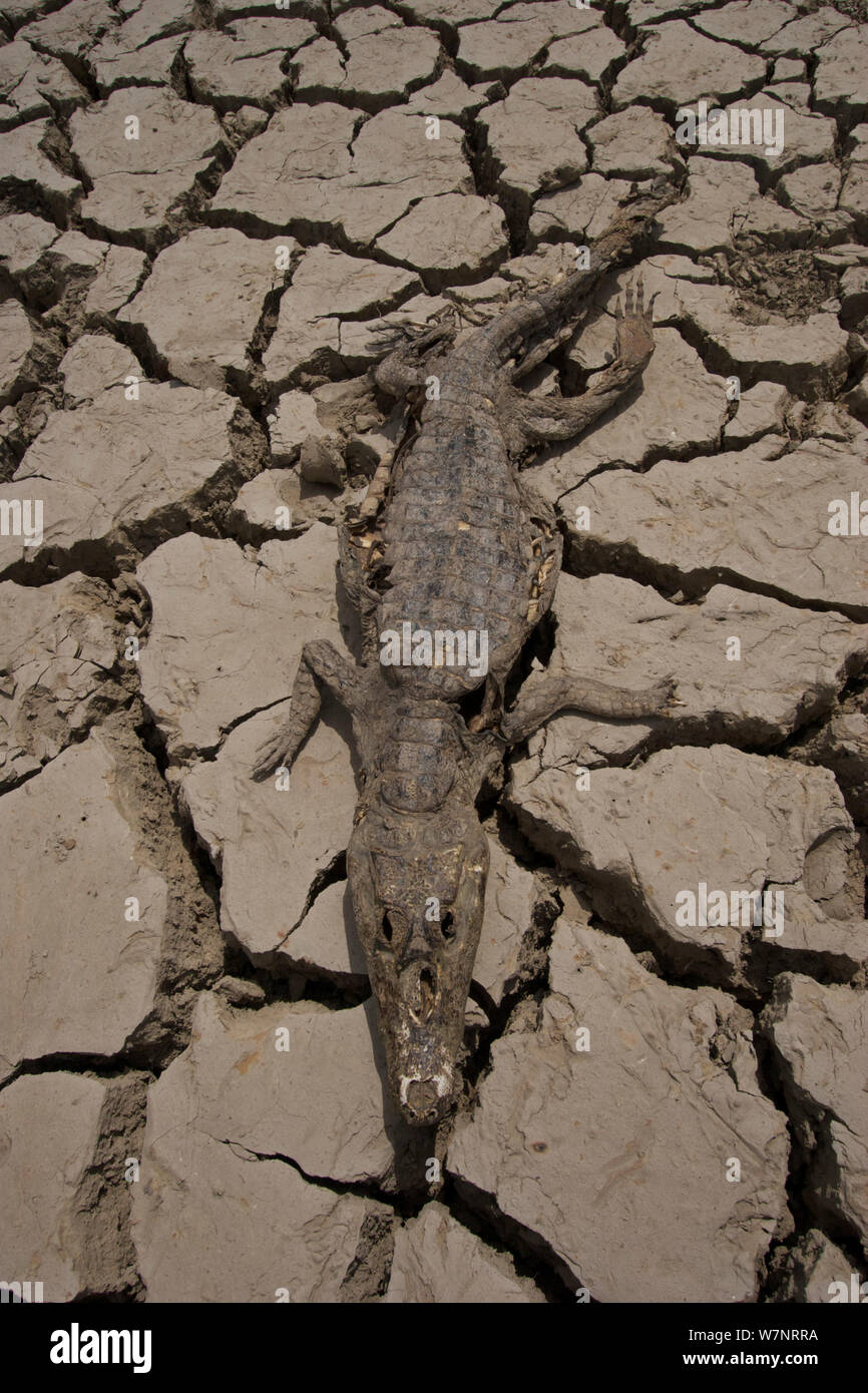 Spectacled Kaimane (Caiman crocodilus) tot auf trockenen See bed über Feuchtgebiete, die in trockenem bis jedes Jahr, Hato el Cedral, Los Llanos Apure, in Venezuela. Stockfoto