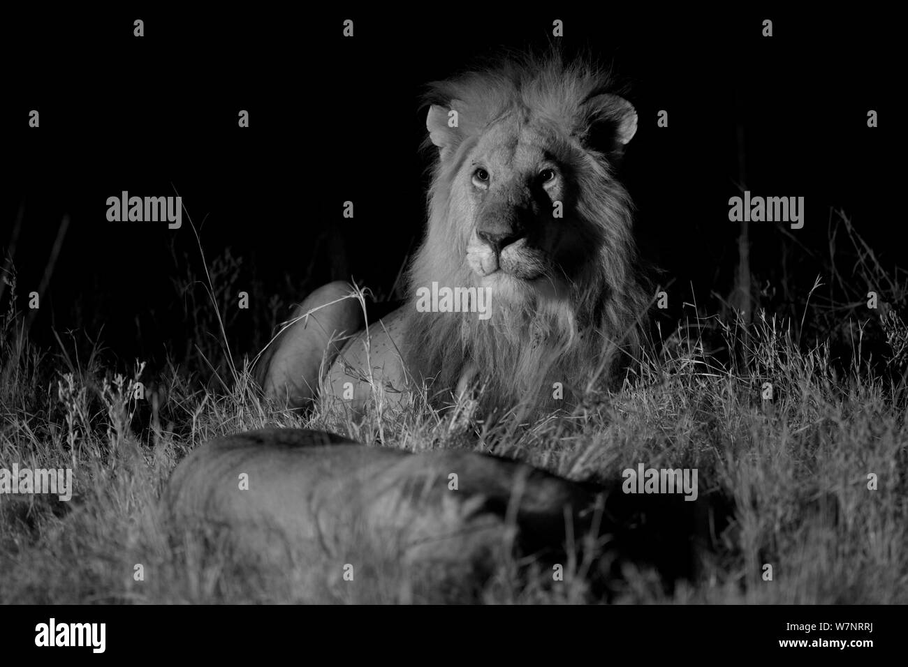 Männliche Marsh stolz Löwe (Panthera leo) mit löwin einer mondlosen Nacht, Masai Mara, Kenia. Mit Infrarot Kamera genommen. Stockfoto