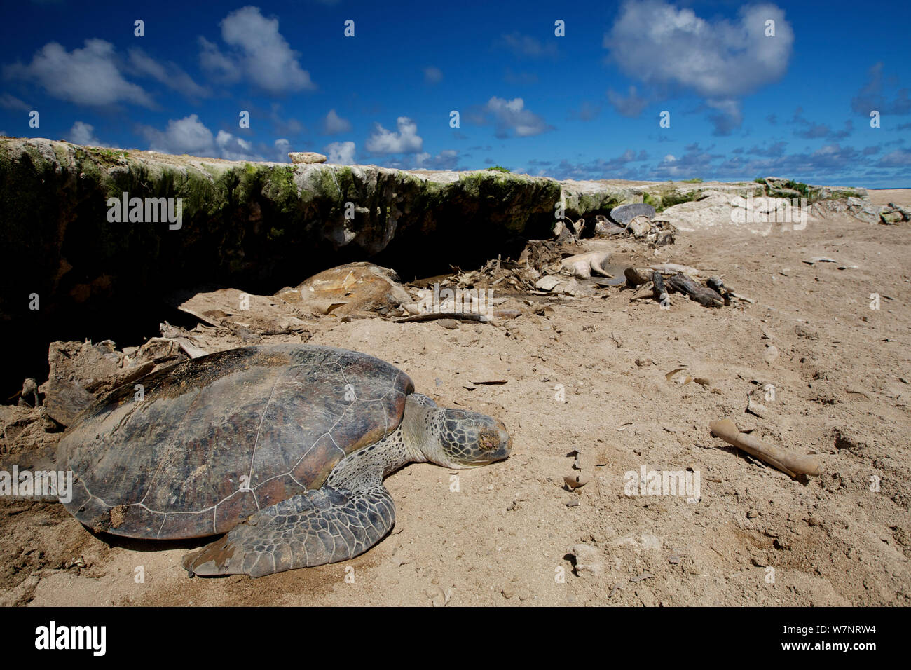 Grüne Meeresschildkröte (Chelonia mydas) tot beim Versuch, das Meer nach Eiablage, Raine Island, Great Barrier Reef, Australien. Es gibt Korallen Wände auf der Insel, wenn die Schildkröten Kopf zurück zu das Wasser oft Falle ihnen oder den Schildkröten Ursache auf den Rücken, wo sie sterben vor der Hitze der Sonne stecken bleiben und zu fallen. Stockfoto