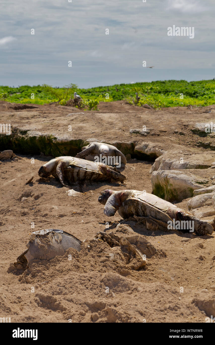 Grüne Meeresschildkröte (Chelonia mydas) tot beim Versuch, das Meer nach Eiablage, Raine Island, Great Barrier Reef, Australien. Es gibt Korallen Wände auf der Insel, wenn die Schildkröten Kopf zurück zu das Wasser oft Falle ihnen oder den Schildkröten Ursache auf den Rücken, wo sie sterben vor der Hitze der Sonne stecken bleiben und zu fallen. Stockfoto