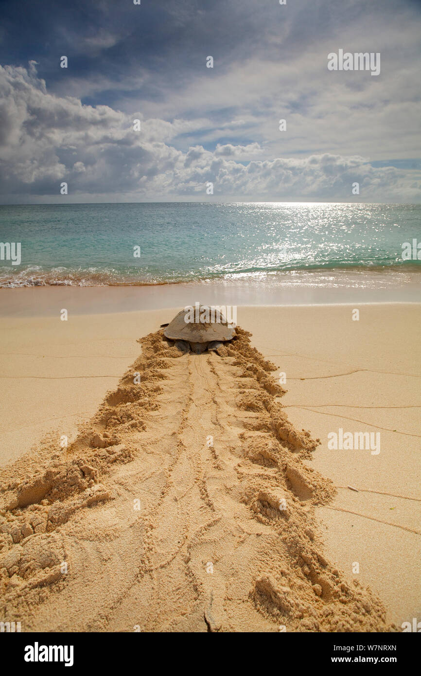 Grüne Meeresschildkröte (Chelonia mydas) und kehrt dann wieder zum Meer nach der Eiablage, Raine Island, Australien. Raine Island ist die größte und wichtigste grüne Meeresschildkröte Nistplatz in der Welt, mit über 14.000 Schildkröten nisten auf dem Kleinen coral Sand Cay in einer Saison. Stockfoto