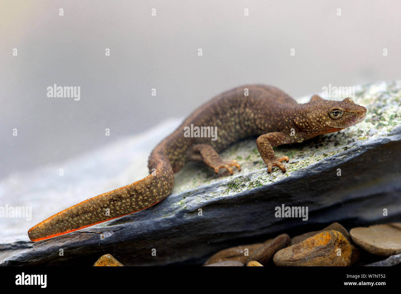 Pyrenäen Bach salamander (Euproctus asper/Calotriton), unter kontrollierten Bedingungen, Pyrenäen, Frankreich, April fotografiert. Stockfoto