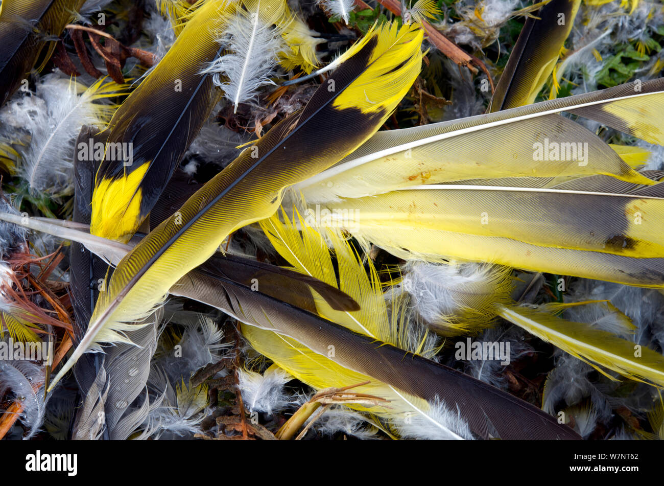 Gerupft Reste eines Schuß Pirol (Oriolus oriolus), Georgien, September. Stockfoto