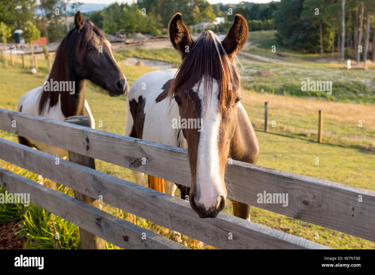 Zwei schöne, braune und weiße Pferde kommen an den Zaun Hallo als Erstes am Morgen zu sagen. Stockfoto