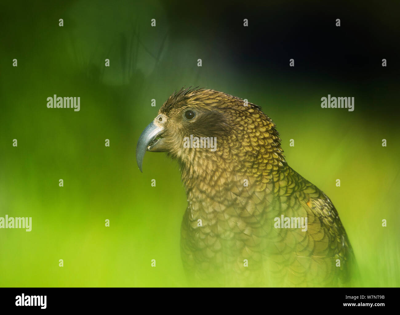 Kea (Nestor notabilis) Porträt, Arthur's Pass, Neuseeland. Gefährdete Arten. November. Stockfoto