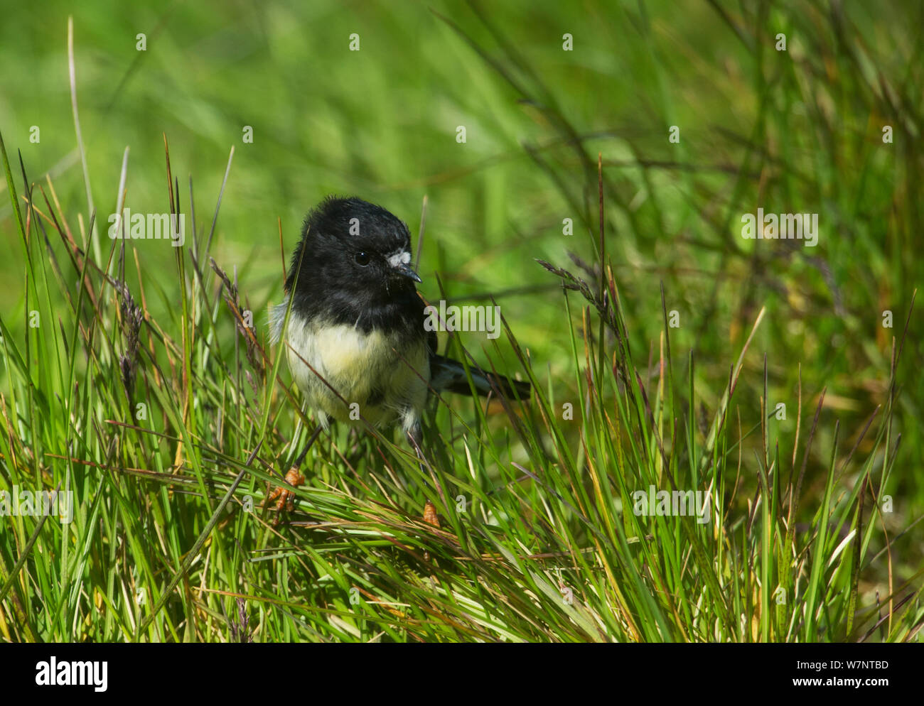 Auckland Insel Tomtit (Petroica Macrocephala) Portrait, Auckland, Neuseeland. November. Stockfoto