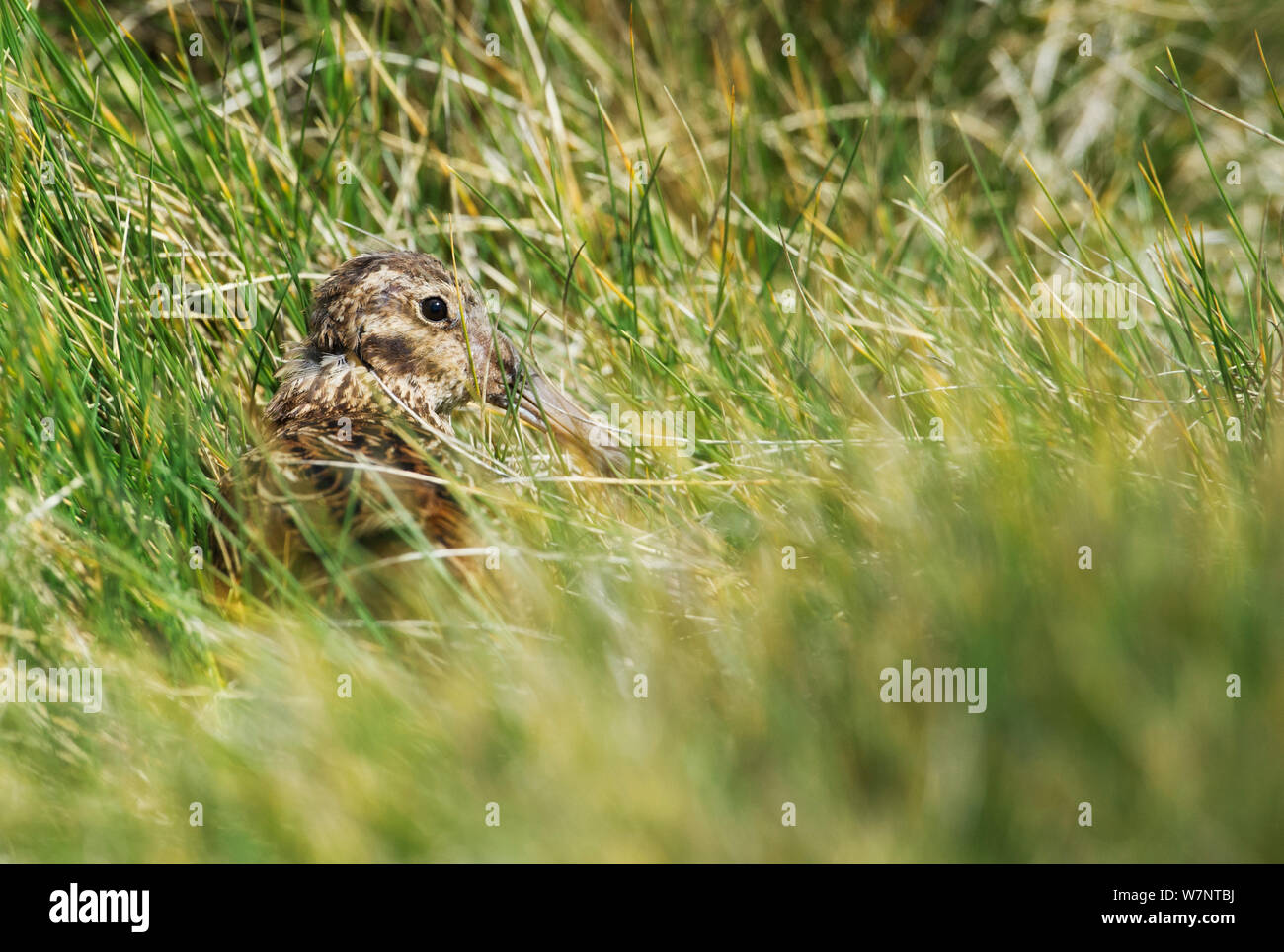 Subantarktische Snipe (Coenocorypha aucklandica) versteckt im Gras, Auckland, Neuseeland. November. Stockfoto