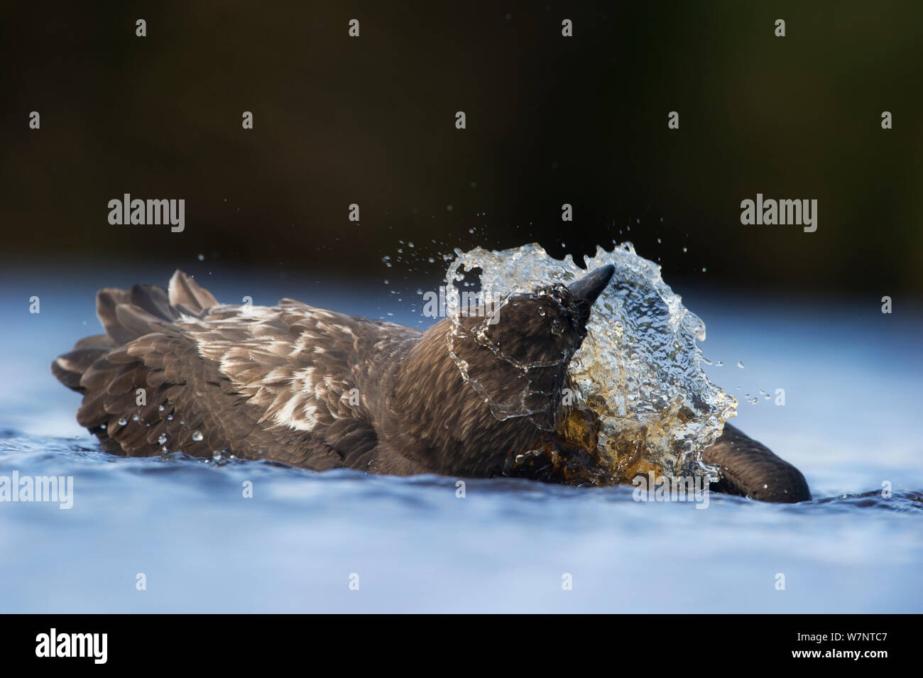 Braune Skua (Stercorarius Antarcticus) Baden, Auckland-Inseln. Neuseeland. November. Stockfoto