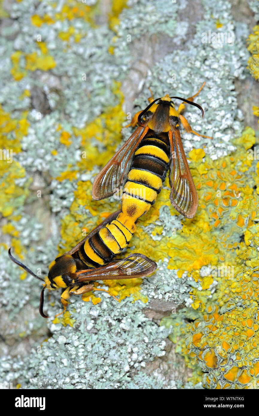 Hornet Motten (Sesia apiformis) Frisch sich männliche und weibliche Paarung an der Basis der Pappel Baumstamm, UK, Juni Stockfoto