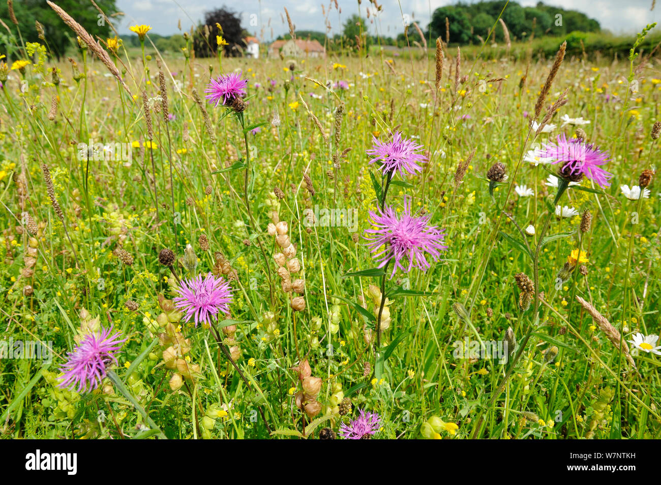 Gemischte wildflower Meadow, mit gelben Rassel (Rhianthus Moll), gemeinsame Flockenblume (Centaurea sp), Margeriten (Leucanthemum vulgare) und Lady's bedstraw (Galium verum), Norfolk, Großbritannien, Juli Stockfoto