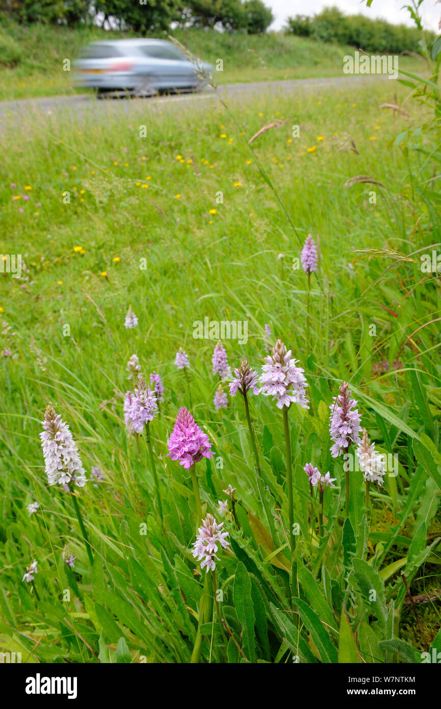 Gemeinsame getupft Orchidee (Dactylorhiza fuchsii) und pyramidenförmige Orchideen (Anacamptis pyramidalis) Blüte im Rande neben der Hauptstraße, Norfolk, Großbritannien, Juli Stockfoto
