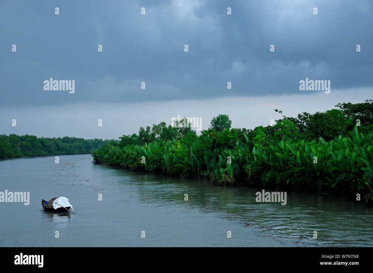 Boot in den Sundarbans Nationalpark, dem größten Mangrove in der Welt. Bangladesch, UNESCO-Weltkulturerbe. Juni 2012. Stockfoto