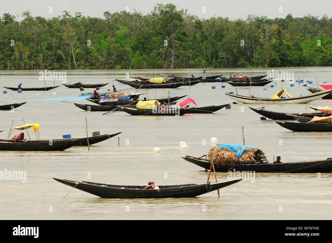 Eine große Anzahl von traditionellen offenen Boote auf einem Fluss, die Sundarbans Nationalpark, dem größten Mangrove in der Welt. Bangladesch. UNESCO-Weltkulturerbe. Juni 2012. Stockfoto