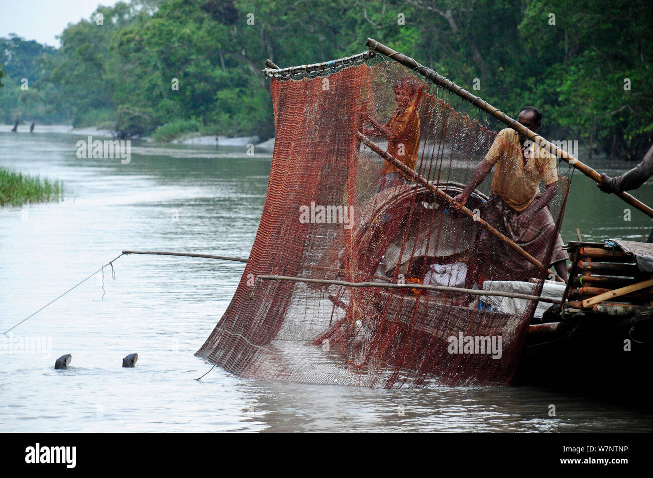 Fischotter (Lutra perspicillata in traditionellen Fangmethoden verwendet). Die Sundarbans Nationalpark, dem größten Mangrove in der Welt. Bangladest, UNESCO-Weltkulturerbe. Juni 2012. Stockfoto