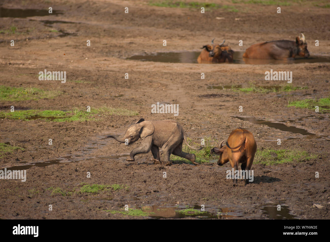 Afrikanische Waldelefant (Loxodonta africana cyclotis) Kalb Vermeidung von Afrikanischen Wald Buffalo (Syncerus caffer nanus), Besuch von Dzanga Bai, Dzanga-Ndoki-Nationalpark, Zentralafrikanische Republik Stockfoto
