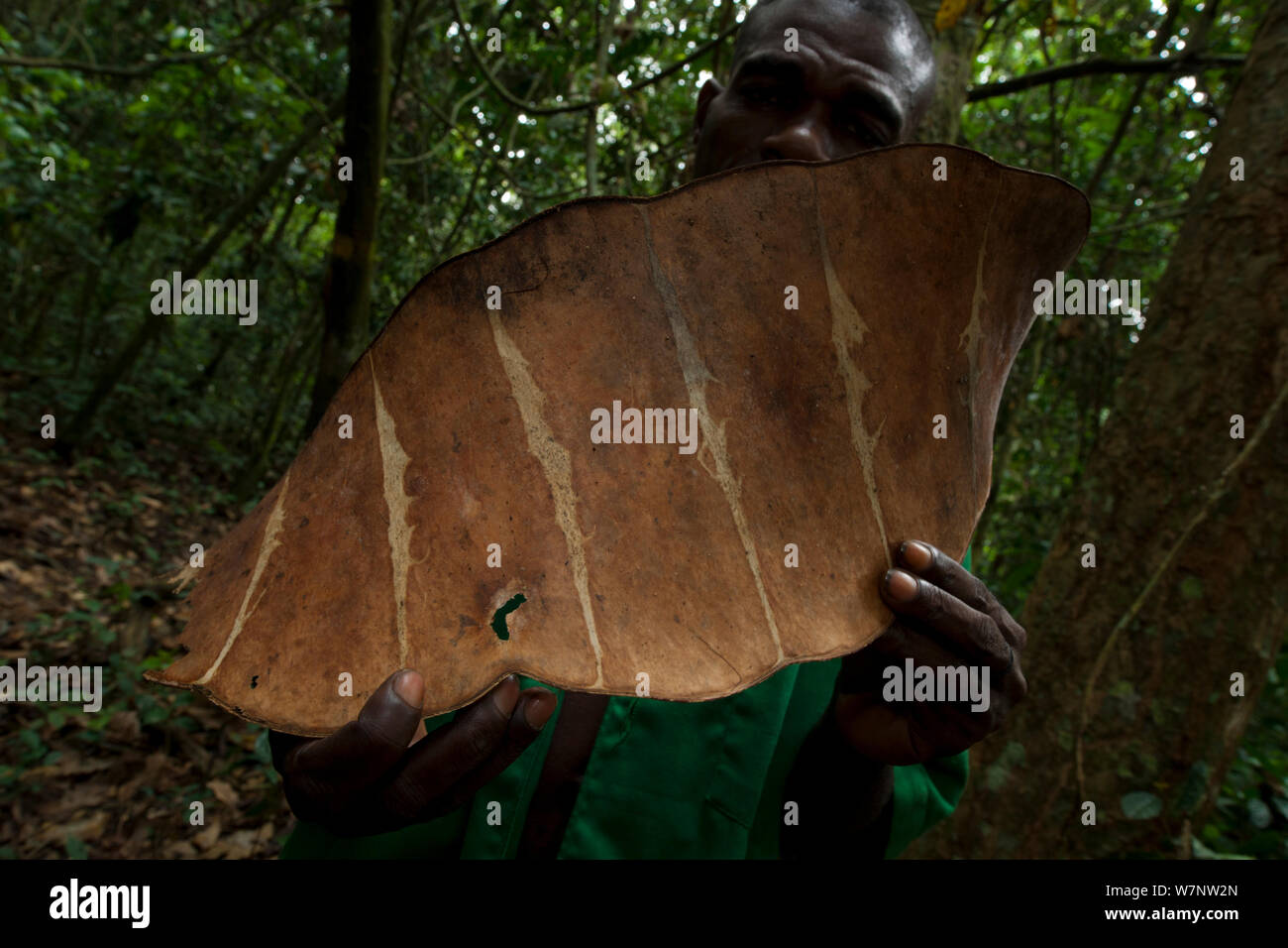 Riesige seed Pod in der Hand hielt, Bai Hokou, Dzanga-Ndoki-Nationalpark, Zentralafrikanische Republik. Stockfoto